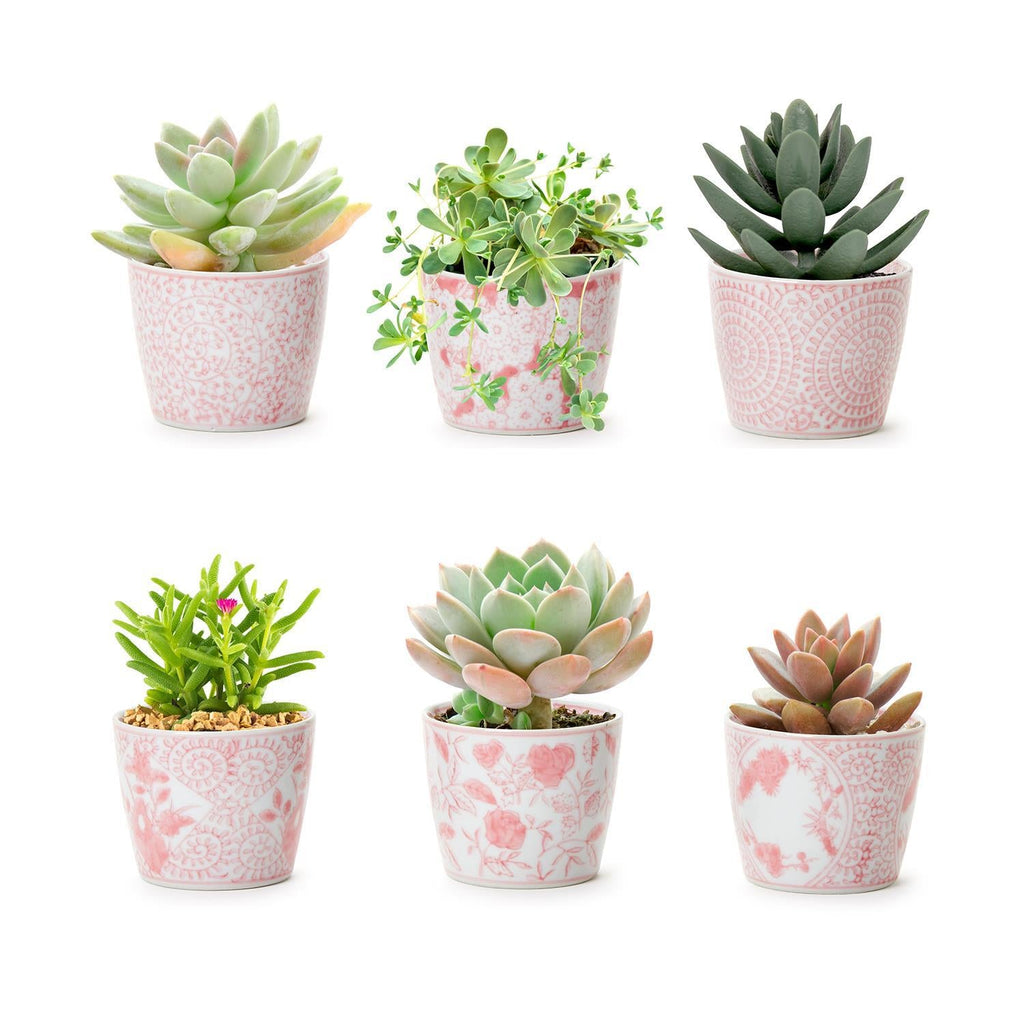 Mini Pink Cachepots - Cart2u.ro