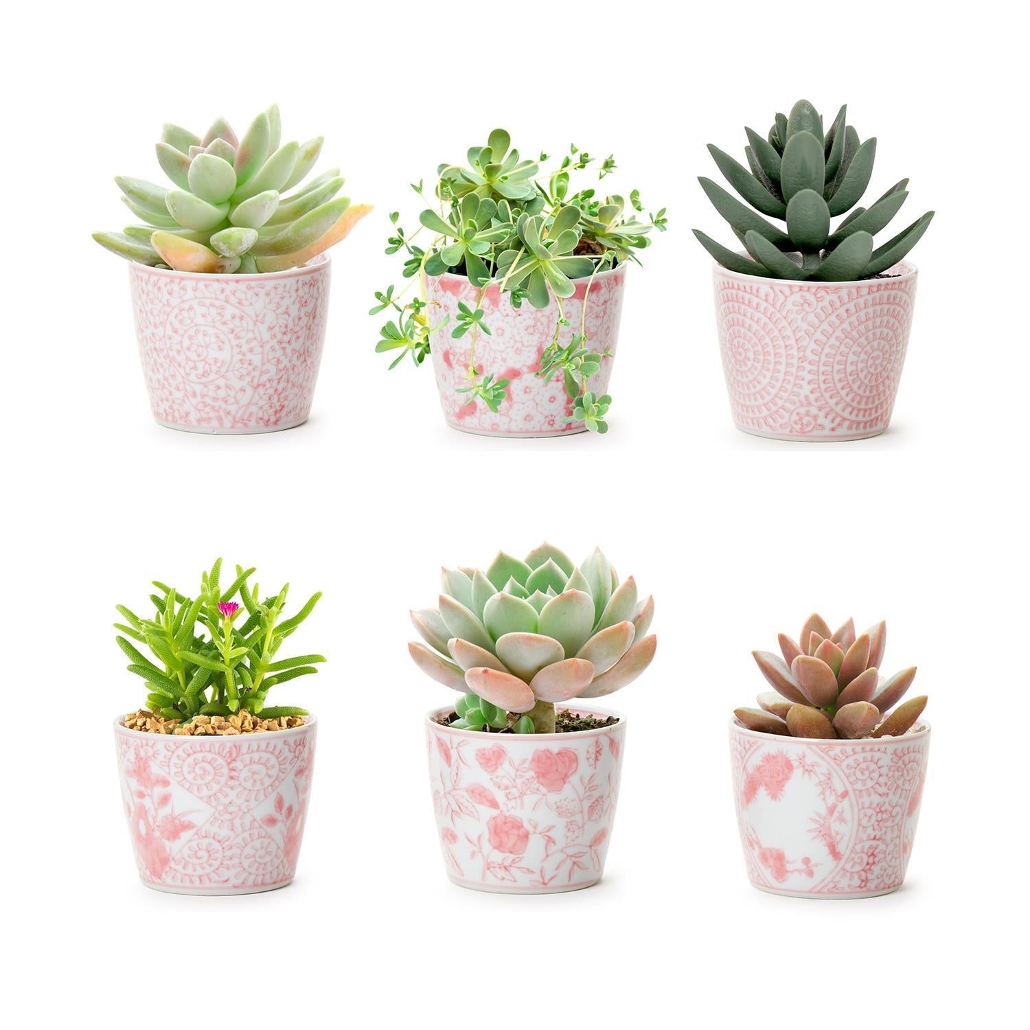 Mini Pink Cachepots - Cart2u.ro