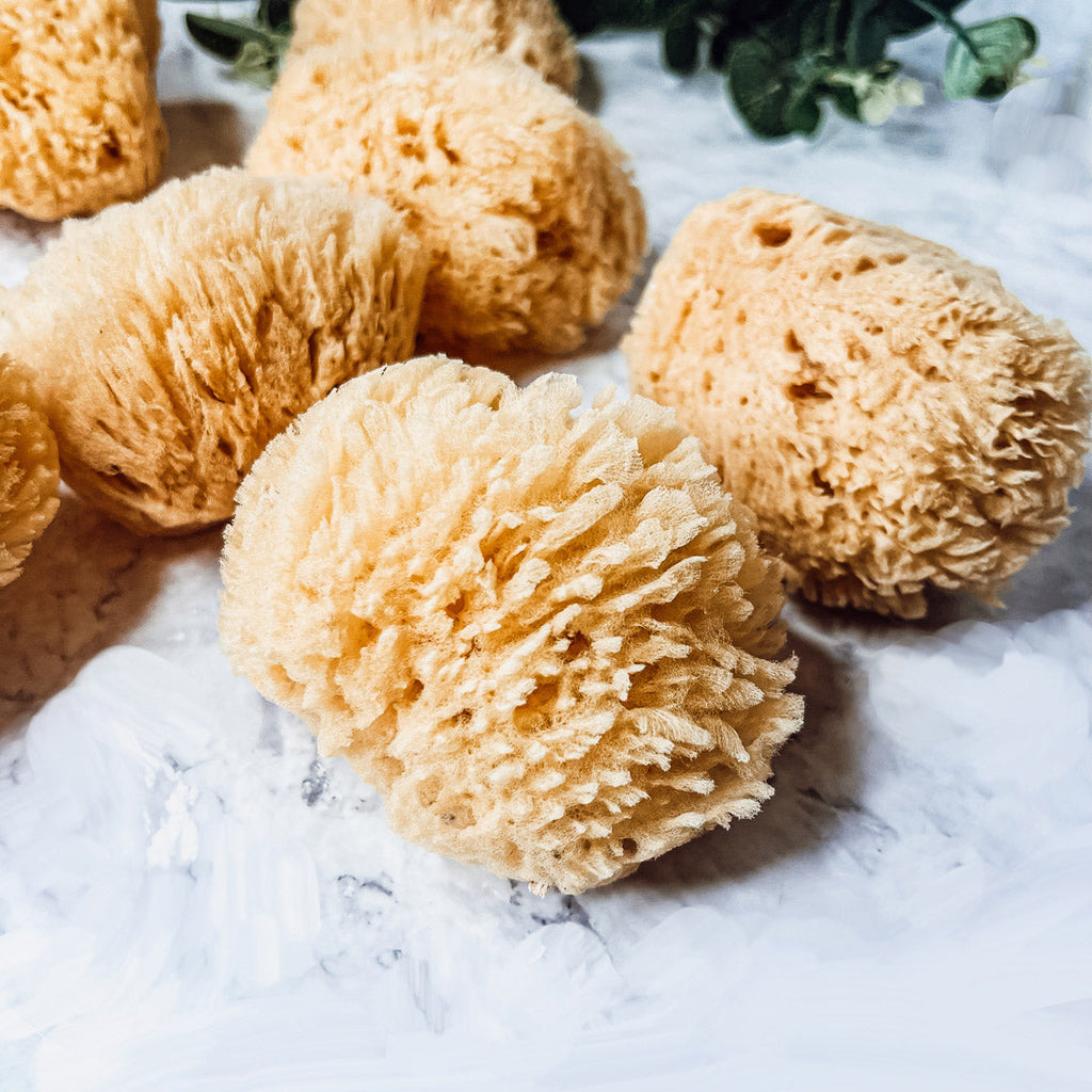 Dead Sea Sponge - Cart2u.ro
