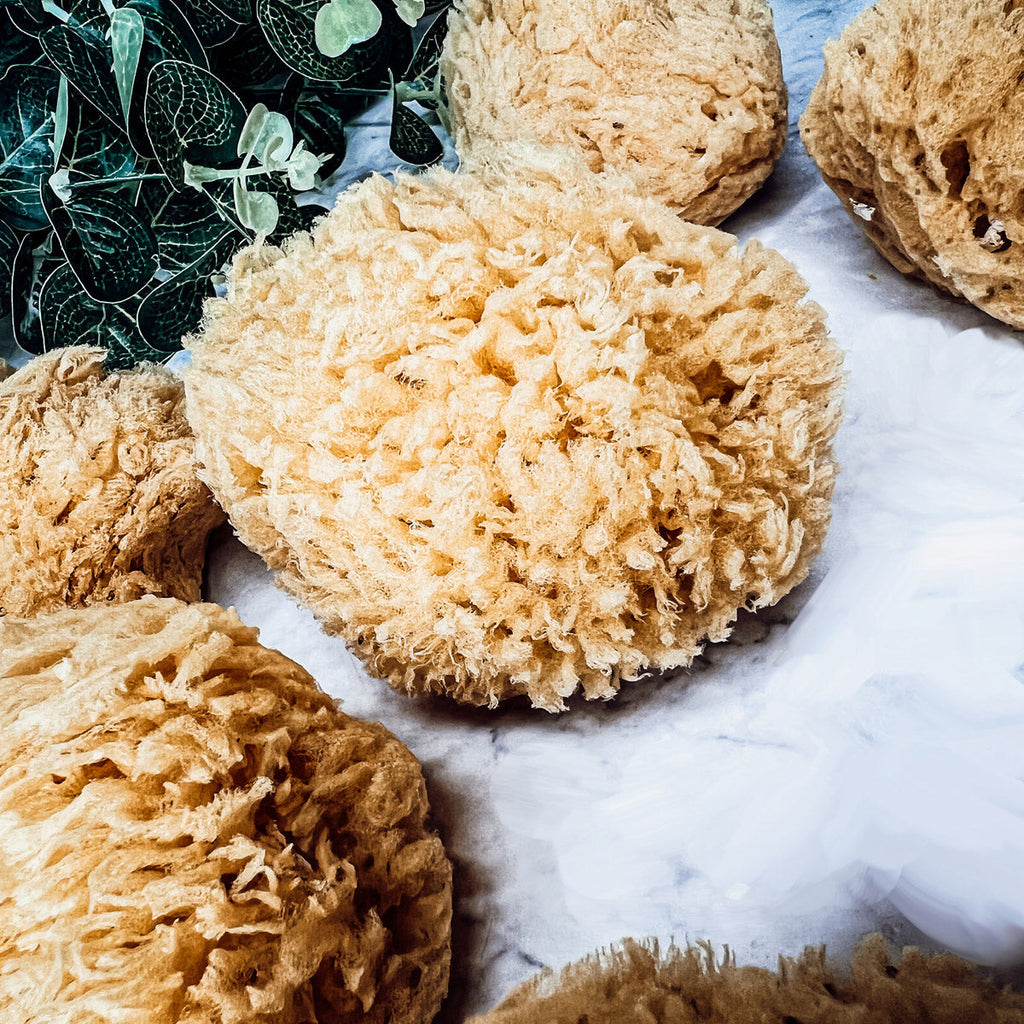 Dead Sea Sponge - Cart2u.ro